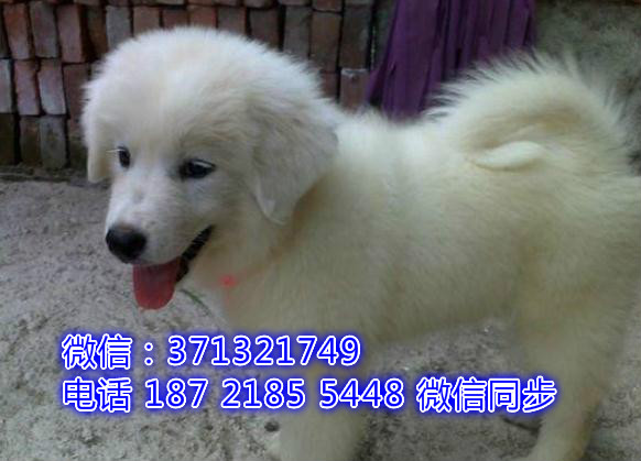 宠物市场 哪里有宠物大白熊，精品小型中型大型犬狗狗肆