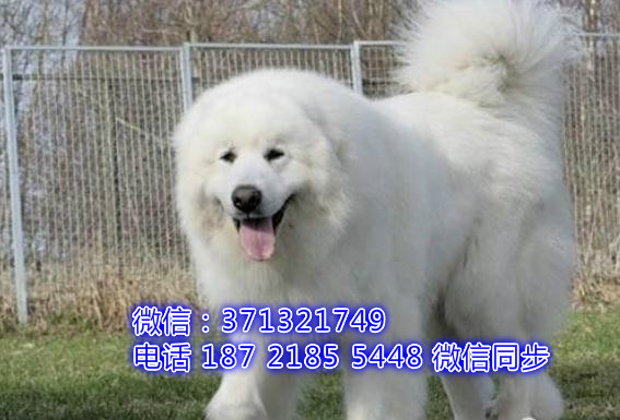 宠物市场 哪里有宠物大白熊，精品小型中型大型