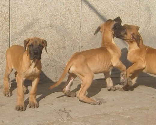 临沧买大丹犬请联系我 凤庆县买大丹请进 狗场