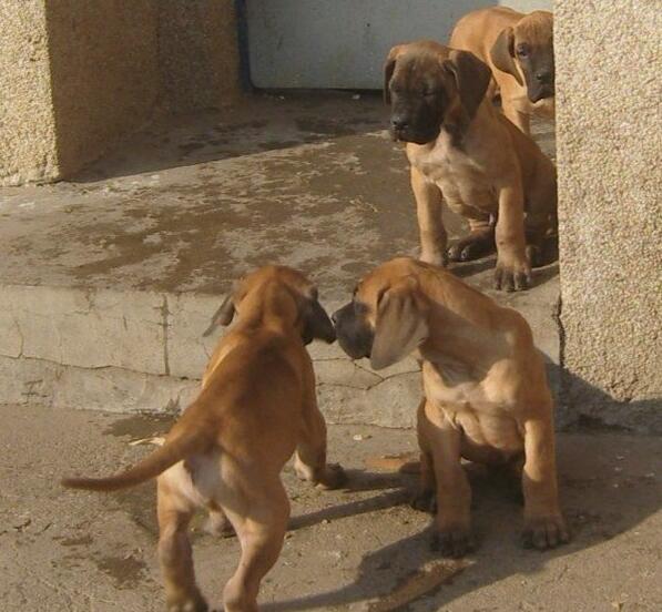 腾冲哪里买卖纯种大丹犬腾冲养殖大丹幼犬出售