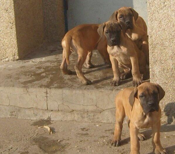 丽江本地哪里买卖大丹幼犬,丽江长期出售纯种