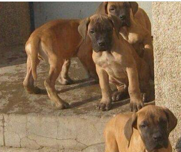 云南地区适合养大丹犬吗 昆明可以喂养大丹犬