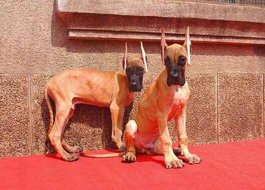 香格里拉出售德系大丹幼犬香格里拉哪里买卖大