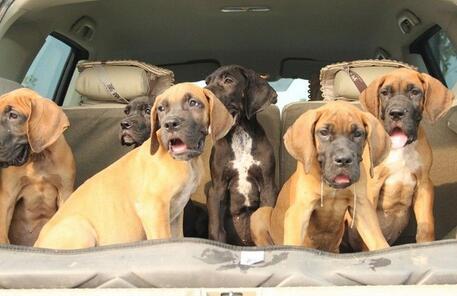 云南普洱大丹犬普洱狗场昌宁卖纯种大丹犬