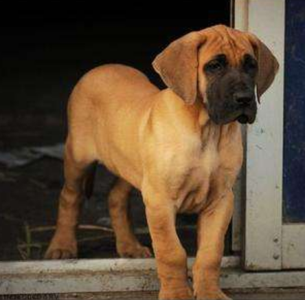 玉溪新平县哪里买大丹犬 云南狗场买大丹犬