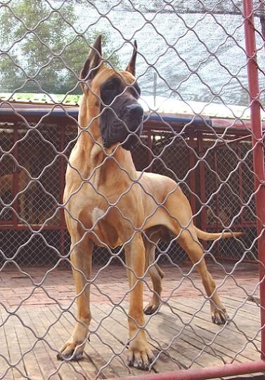 丽江常年出售德系大丹幼犬丽江哪里买卖纯种大