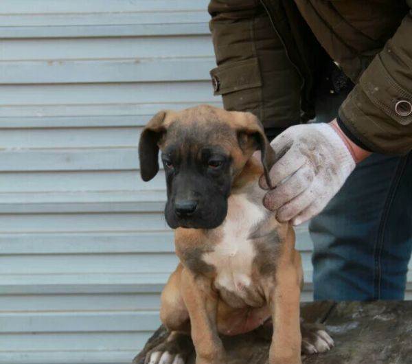 昆明常年出售德系大丹幼犬昆明哪里买卖大丹犬