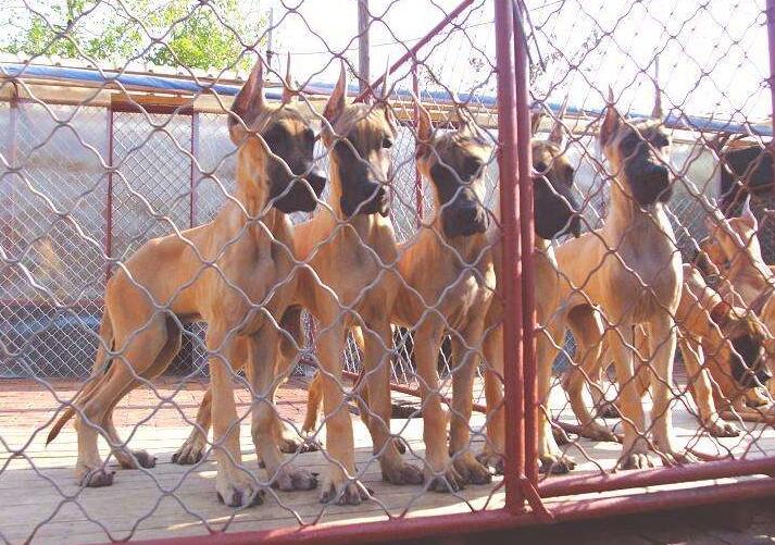 楚雄常年出售德系大丹幼犬楚雄哪里买卖纯种大