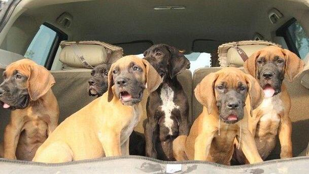 昆明哪里买卖纯种德系大丹犬昆明出售大丹犬小