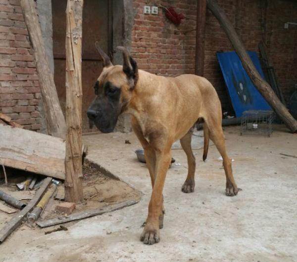 楚雄大丹犬价格楚雄大丹幼犬专卖楚雄大丹犬哪