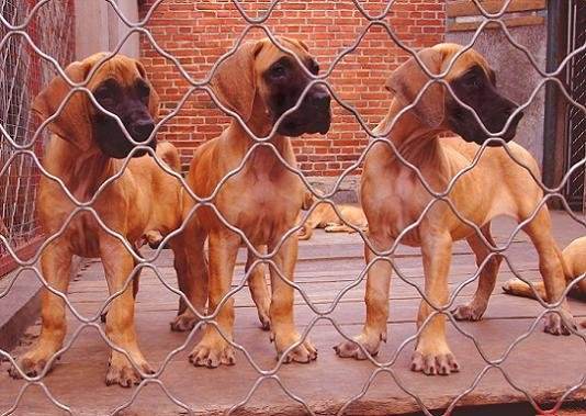 郑州买大丹犬 养犬基地出售精品大丹犬