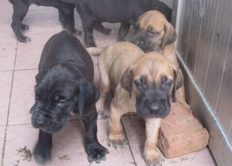 昆明杜高犬那家狗场有大丹犬狗场大丹犬常年出