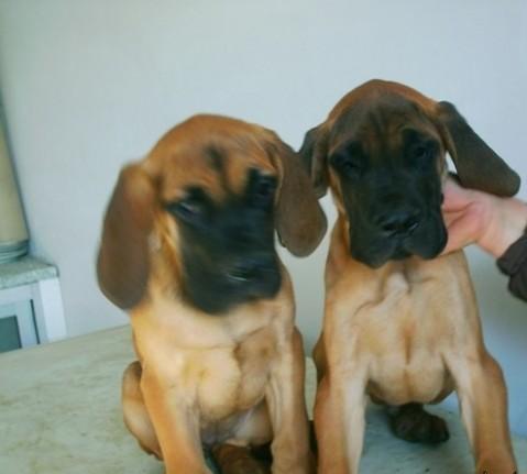 贵阳哪里买卖纯种大丹