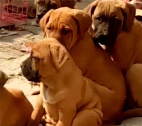 海南哪里买大丹犬 养犬基地出售大丹犬