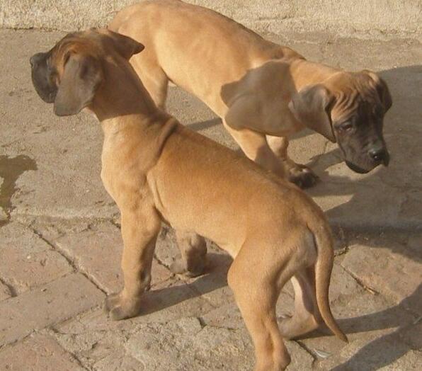 昆明大丹小狗多少钱一条昆明出售大丹小狗包品