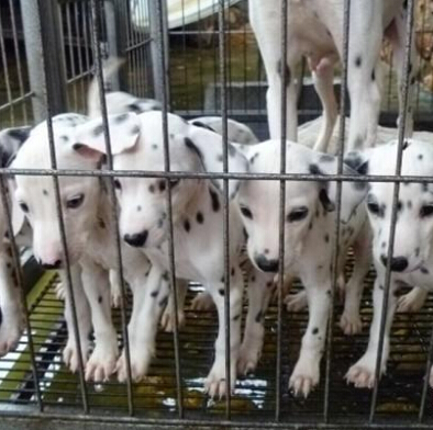 昆明斑点狗幼犬出售昆明斑点犬小狗价格昆明纯种斑点犬