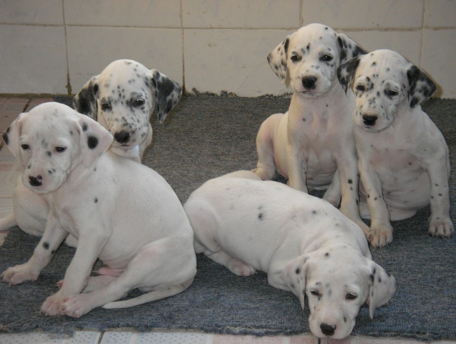 腾冲哪里买卖斑点狗幼犬 腾冲出售纯种大麦町