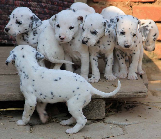 保山本地哪里买卖斑点小狗保山地区出售纯种斑