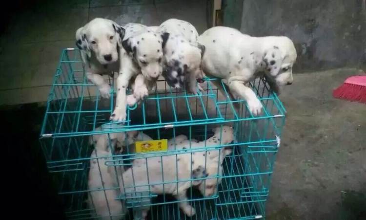 南京犬舍出售纯种斑点狗大麦町犬活体宠物狗市场在哪卖狗地方买狗