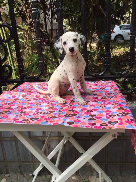 兰州犬舍出售纯种斑点狗大麦町犬活体宠物狗市场在哪卖狗地方买狗