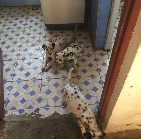 天津犬舍出售纯种斑点狗大麦町犬活体宠物狗市场在哪卖狗地方买狗