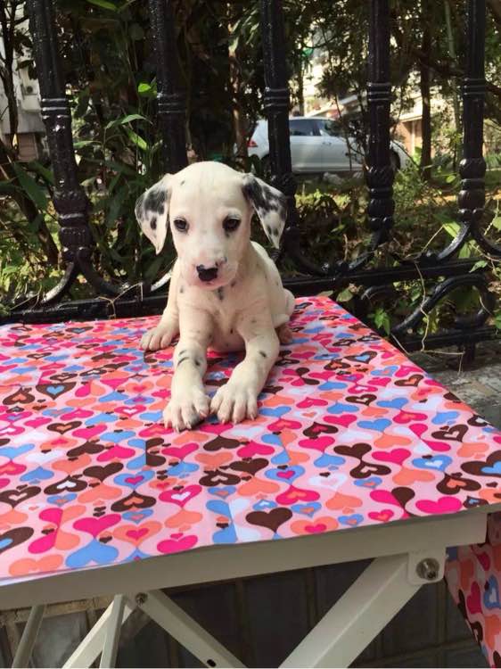 兰州犬舍出售纯种斑点狗大麦町犬活体宠物狗市场在哪卖狗地方买狗