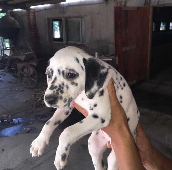 天津犬舍出售纯种斑点狗大麦町犬活体宠物狗市