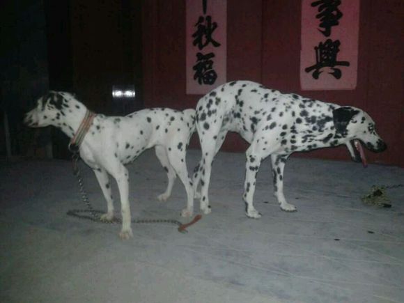 武汉犬舍出售纯种斑点狗大麦町犬活体宠物狗市场在哪卖狗地方买狗