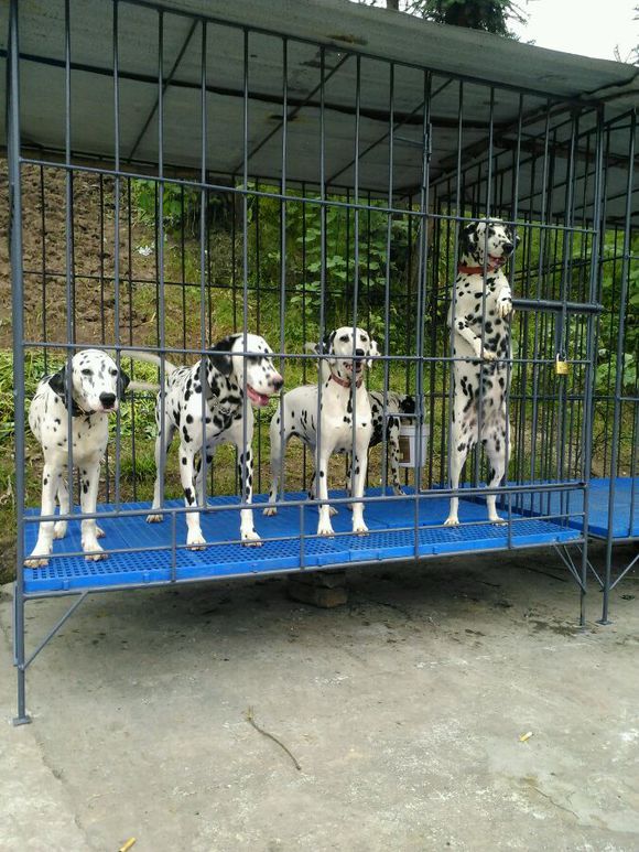 海南犬舍出售纯种斑点狗大麦町犬活体宠物狗市场在哪卖狗地方买狗