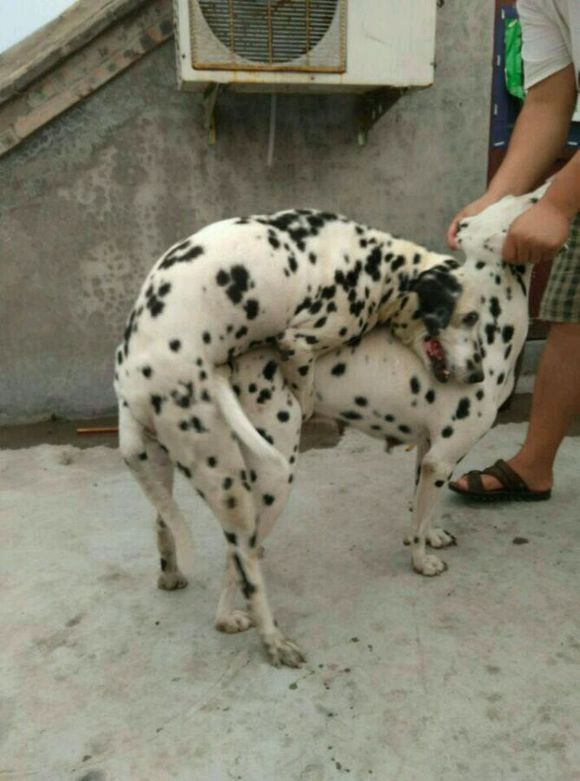 广州犬舍出售纯种斑点狗大麦町犬活体宠物狗市场在哪卖狗地方买狗