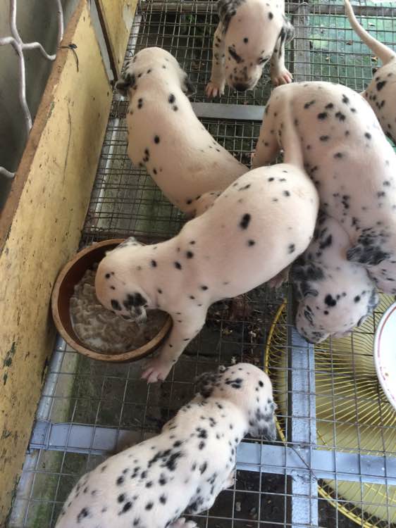 昆明犬舍出售纯种斑点狗大麦町犬活体宠物狗市