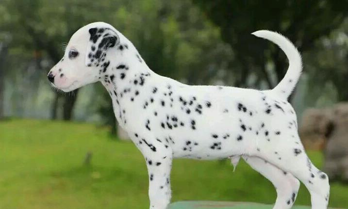 南京犬舍出售纯种斑点狗大麦町犬活体宠物狗市