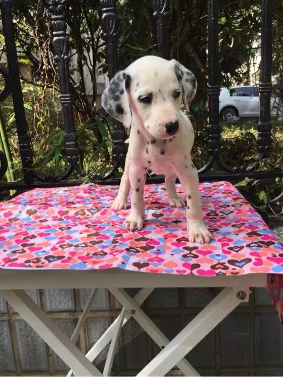 兰州犬舍出售纯种斑点狗大麦町犬活体宠物狗市场在哪卖狗地方买狗