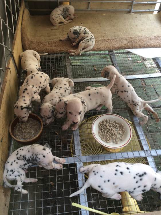 昆明犬舍出售纯种斑点狗大麦町犬活体宠物狗市场在哪卖狗地方买狗