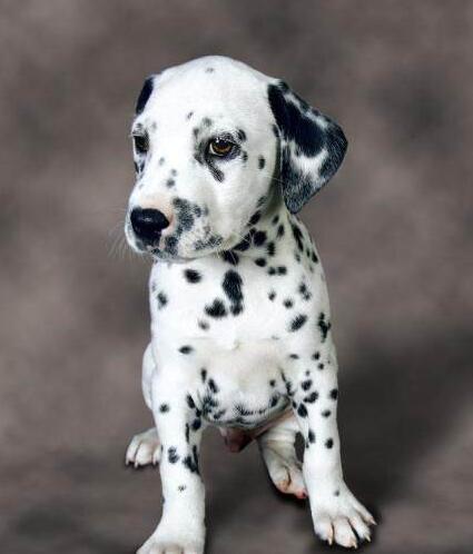 曲靖狗场直销大麦町斑点狗幼犬曲靖斑点狗哪里