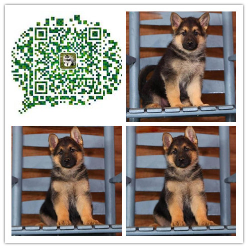 西安哪里有卖德牧犬 西安德牧犬价格 西安出售