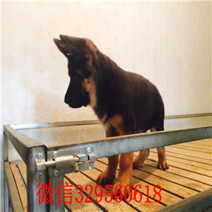 南宁哪里能买到德国牧羊犬幼犬 德牧哪里的健