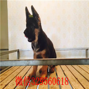 衡阳德牧多少钱 衡阳哪里有卖德牧犬 弓背德牧