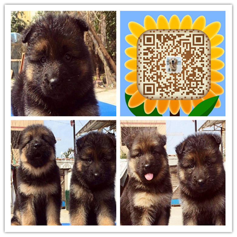 武汉哪有正规狗场 武汉哪里有出售纯种德牧犬 