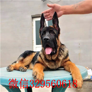 赛系德牧犬 弓背锤系德牧  沈阳哪里有卖德牧 