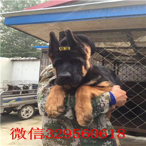 深圳德牧多少钱 深圳哪里有卖德牧犬 纯种德牧多少钱
