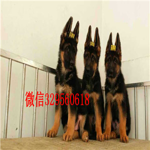  平顶山哪里有卖德牧的 弓背德牧多少钱 锤系