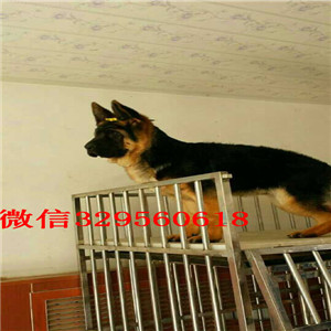 岳阳牧羊犬多少钱赛级德牧多少钱赛级精品德牧健康大头锤系德国牧羊犬