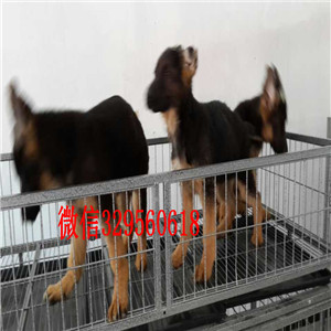 南京哪里有卖纯种德牧锤系德牧多少钱犬舍繁殖德牧哪里有卖黑背