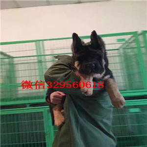 顺义哪里有卖纯种德牧弓背德牧多少钱犬舍繁殖德牧黑背多少钱