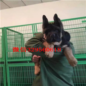 大兴出售纯种德国牧羊犬牧羊犬多少钱一只包纯