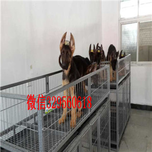 南京哪里有卖纯种德牧锤系德牧多少钱犬舍繁殖德牧哪里有卖黑背