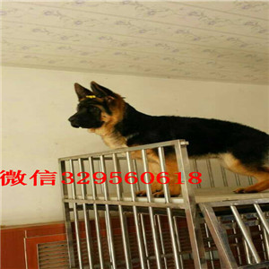 岳阳牧羊犬多少钱赛级德牧多少钱赛级精品德牧健康大头锤系德国牧羊犬