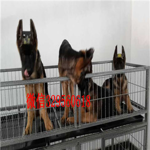 南京哪里有卖纯种德牧锤系德牧多少钱犬舍繁殖德牧哪里有卖黑背
