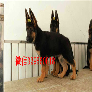 岳阳牧羊犬多少钱赛级德牧多少钱赛级精品德牧